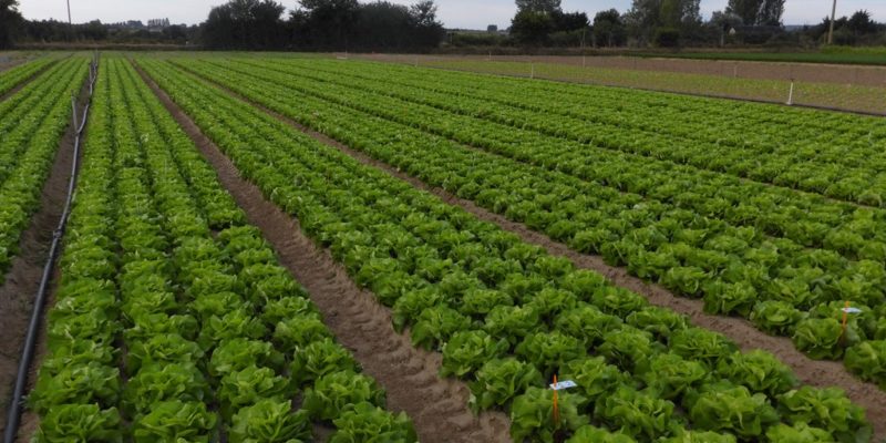 Cultures expérimentales de laitue menées par le SILEBAN (@SMEL)