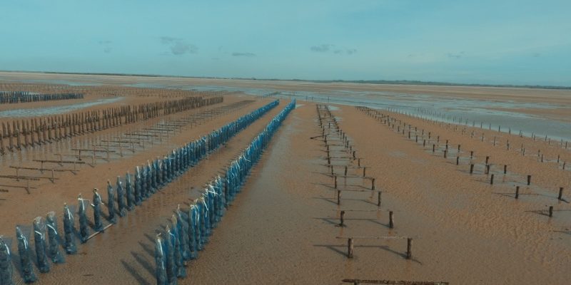 Parcs et chantiers mytilicoles à la Pointe d’Agon (@SMEL)