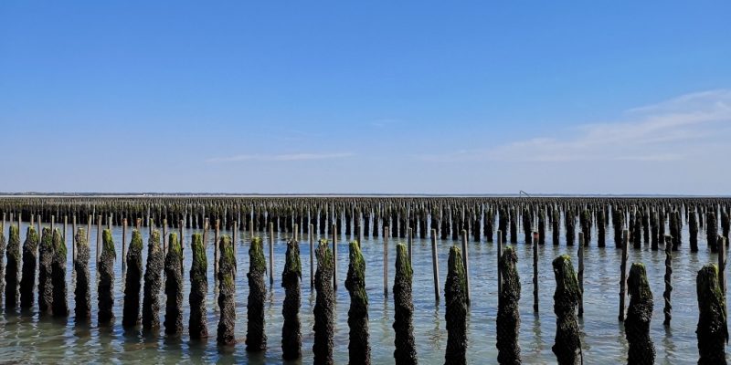 Bouchots sur la côte Ouest du Cotentin (@SMEL)