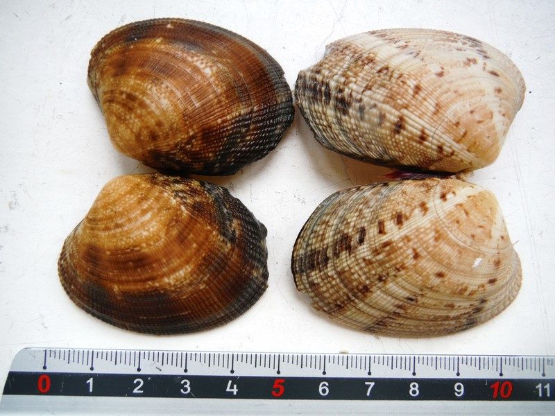 Palourde japonaise (Ruditapes philippinarum) et Palourde européenne (Ruditapes decussatus) (@SMEL)