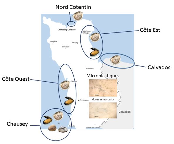 Que se passe-t-il quand les huîtres avalent des microplastiques ?