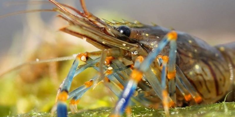 Photographie de Palaemon elegans, une autre crevette normande (@Viktor Sevidov)