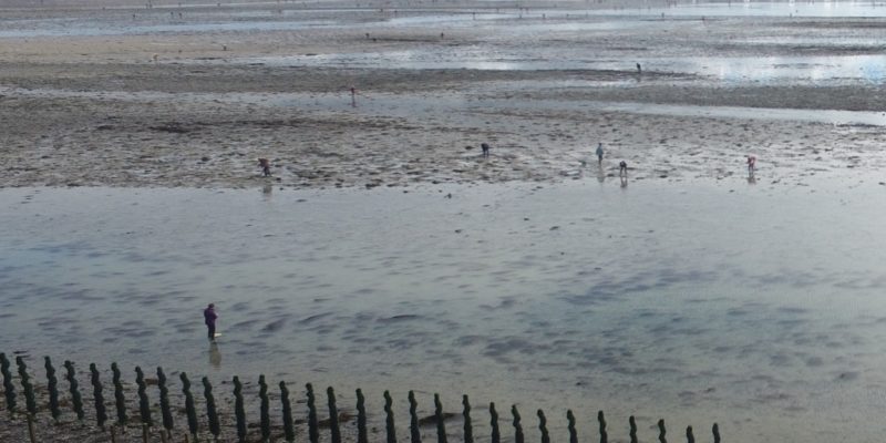 Pêcheurs à pied sur la plage de Saint Martin De Bréhal (@SMEL)