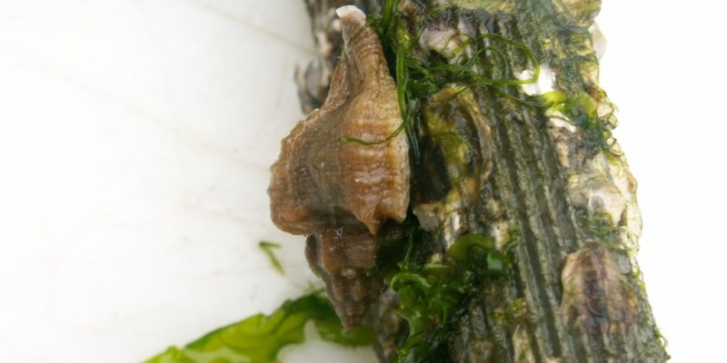 Ocinebrellus inornatus sur un tube de naissain d’huîtres(crédit photo : SMEL).