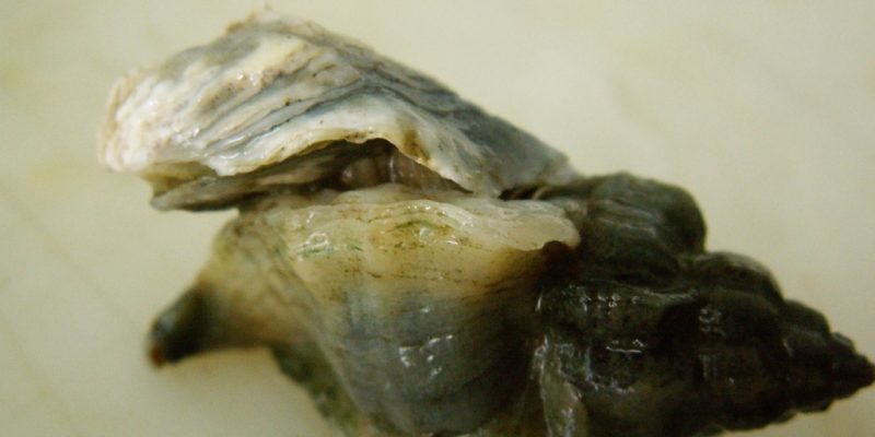 Ocinebrellus inornatus en action de perçage d’une jeune huître (crédit photo : SMEL).