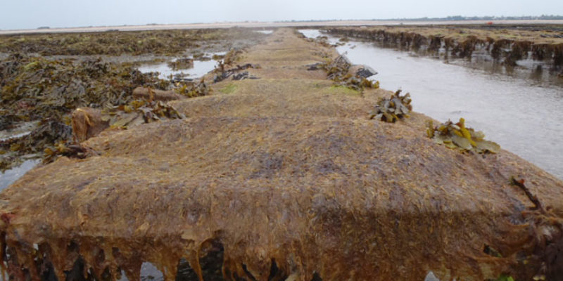 Porphyra sur poches ostréicoles (crédit photo : CEVA)