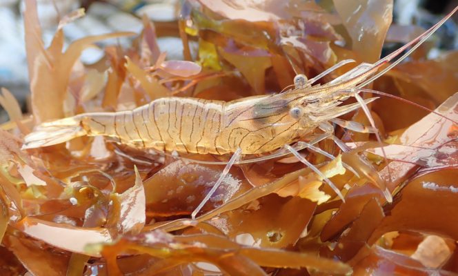 Le bouquet : biologie, écologie et impact socio-économique en Normandie