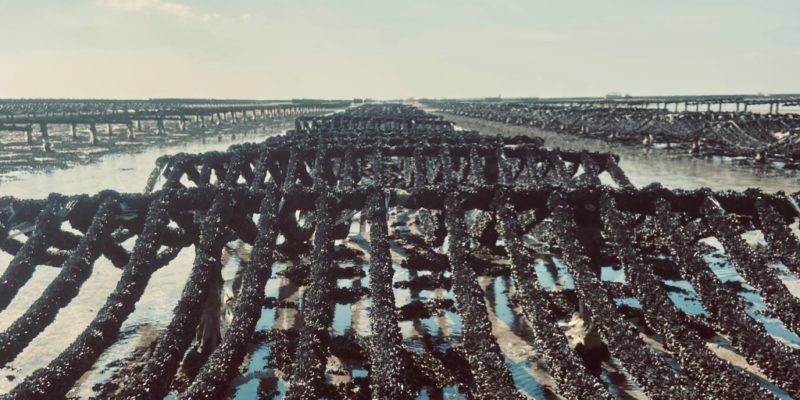 Chantier à moules avec cordes prêtes à implanter sur les pieux (@SMEL)