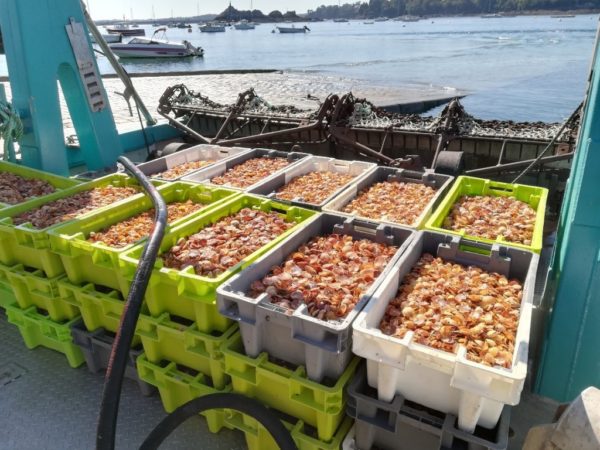 Stock de naissain de l’écloserie du Tinduff (@SMEL)