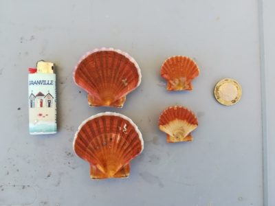 Naissain de coquilles prêt à être semé en détail (@SMEL)