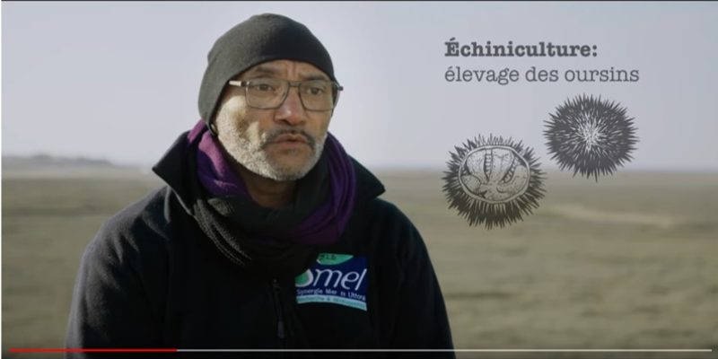 Extrait de la vidéo « Des larves d’oursins pour évaluer les pollutions marines » (@SMEL)