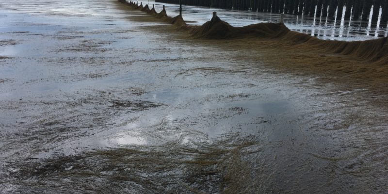 Barrages à sargasses, 04 juin 2019 à Bricqueville-sur-Mer (@SMEL)