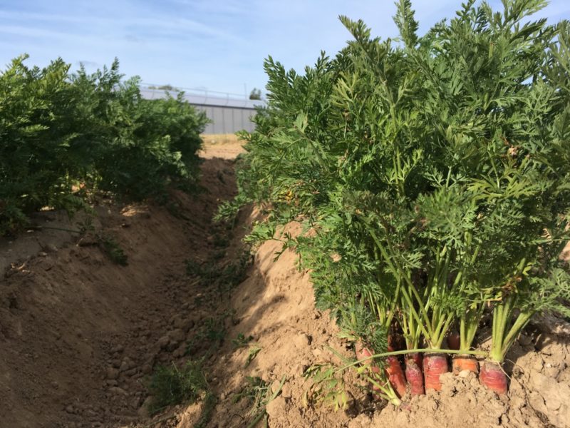 Zone de tests de biostimulants sur les carottes (@SMEL)