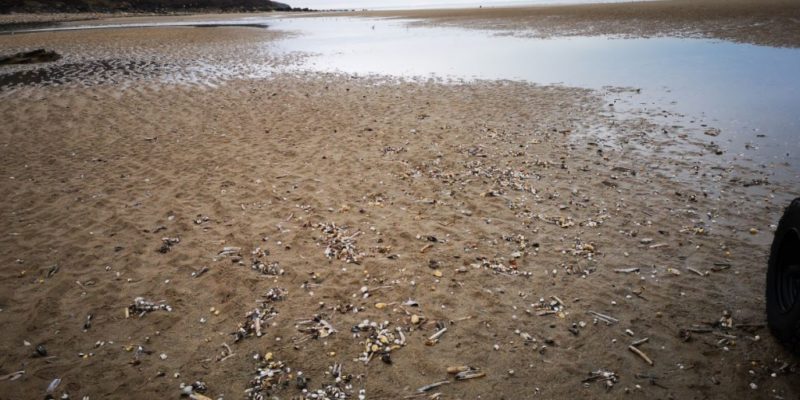 Coques desenfouies sur la plage d’Auberville (@SMEL)