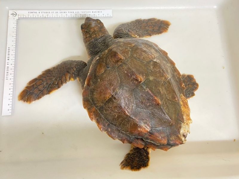 Tortue caouanne, Sciotot. Crédit : SMEL.