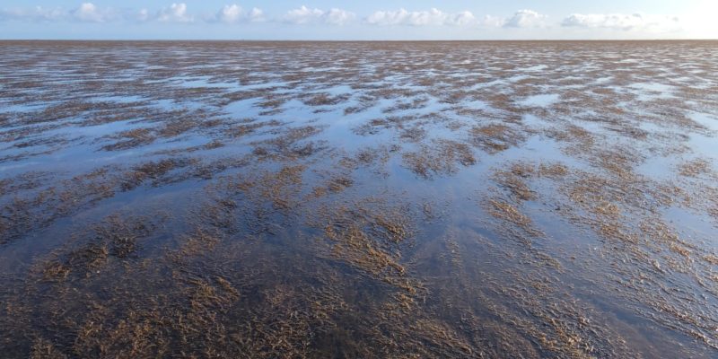 Champ de sargasses à Bernières-sur-Mer en juillet 2023 (@SMEL)