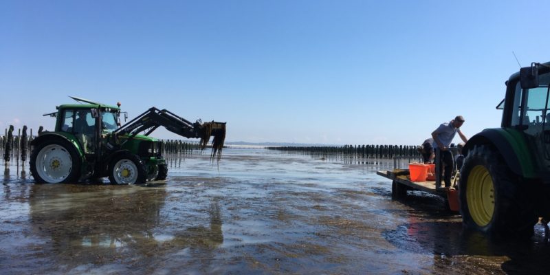 Pêche expérimentale de sargasses dans les concessions mytilicoles de Bricqueville-sur-Mer (@SMEL)