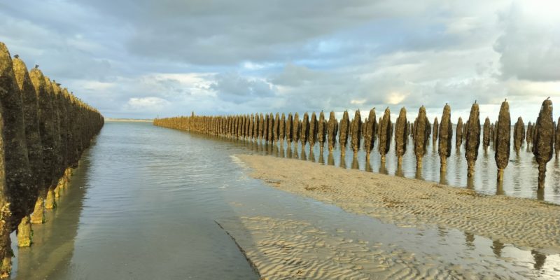 Parcs mytilicoles d’Utah Beach (@SMEL)